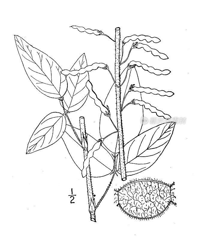 古植物学植物插图:伊利诺斯州美波米亚，三叶草