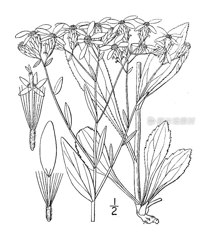 古植物学植物插图:丝果菊石，齿状白顶紫菀