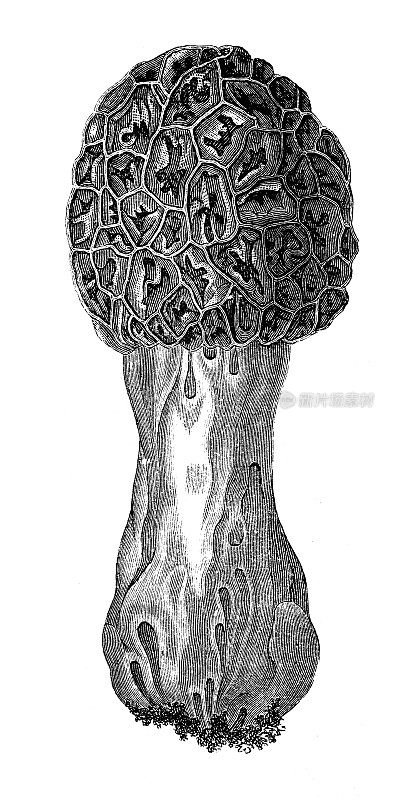 古董雕刻插图:羊肚菌，羊肚菌