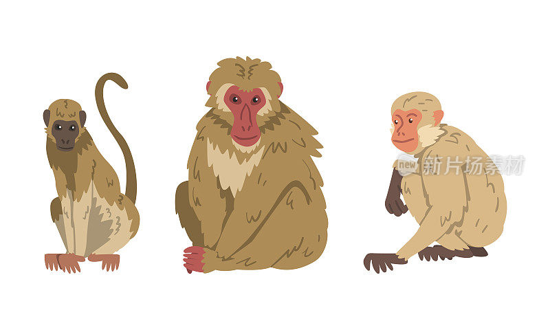 猕猴作为草食性猿坐在姿势向量集
