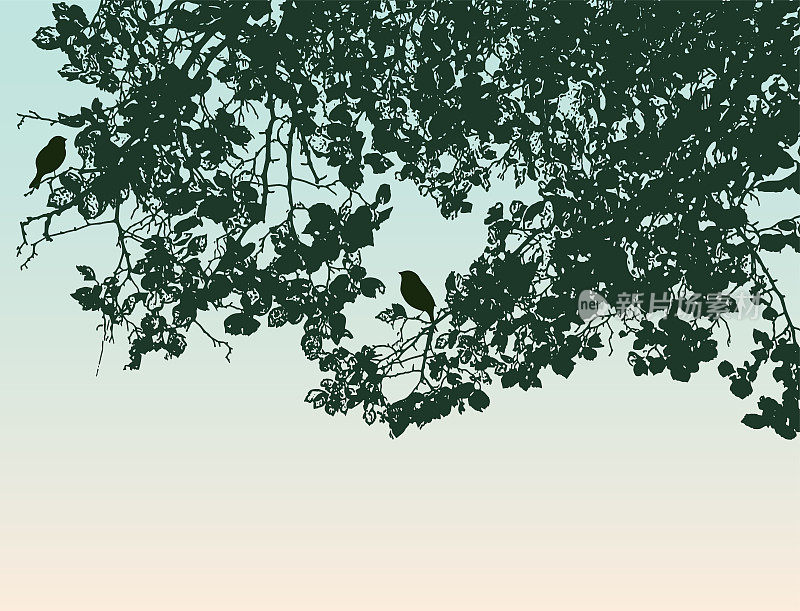 夏日清晨，两只鸟在落叶树枝上的剪影