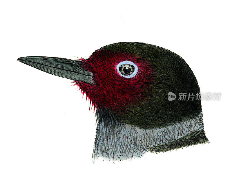 刘易斯的啄木鸟头水彩平版版画1874年