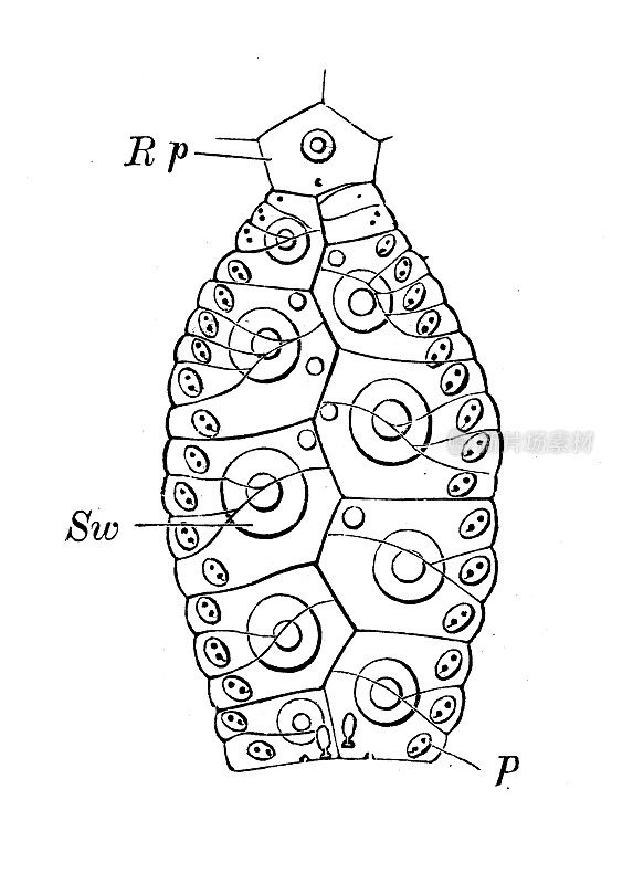 古代生物动物学图像:弓形虫