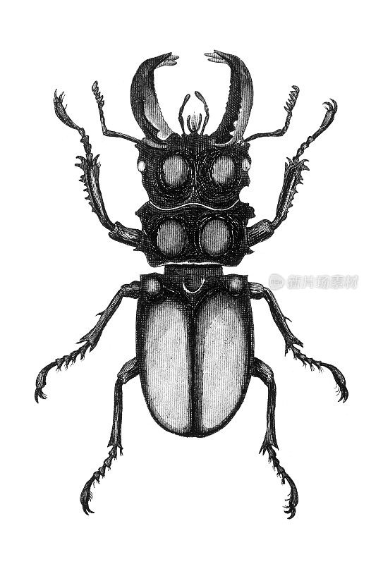 19世纪的牡鹿甲虫雕刻