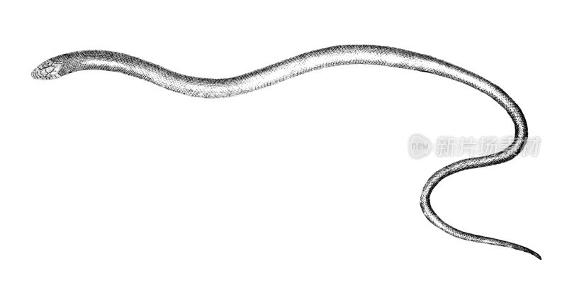 19世纪的蛇雕刻