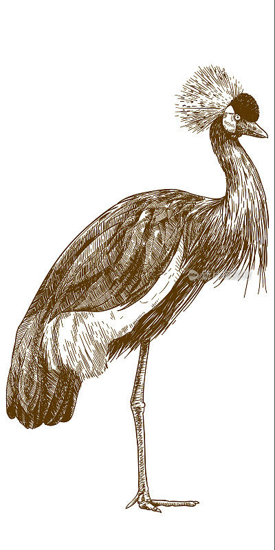 灰顶鹤雕刻绘图插图