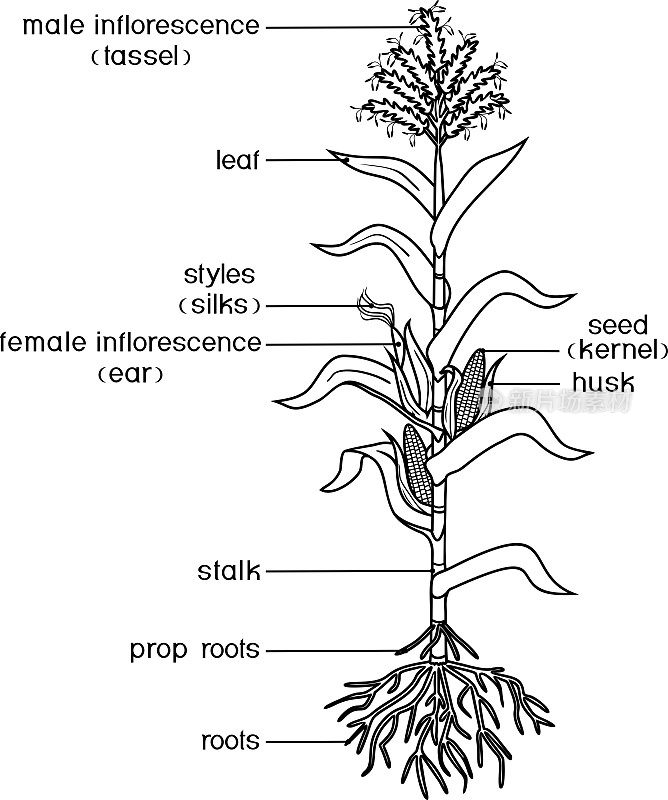 用植物的部分着色页。形态的玉米(玉米)植株，叶片，根系，果实和花孤立在白色背景和标题