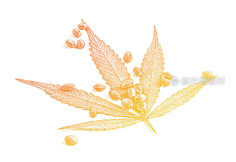 大麻叶子和种子的特写