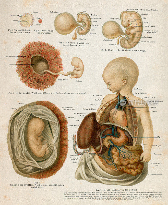 胎儿胚胎和胎盘插图1897年