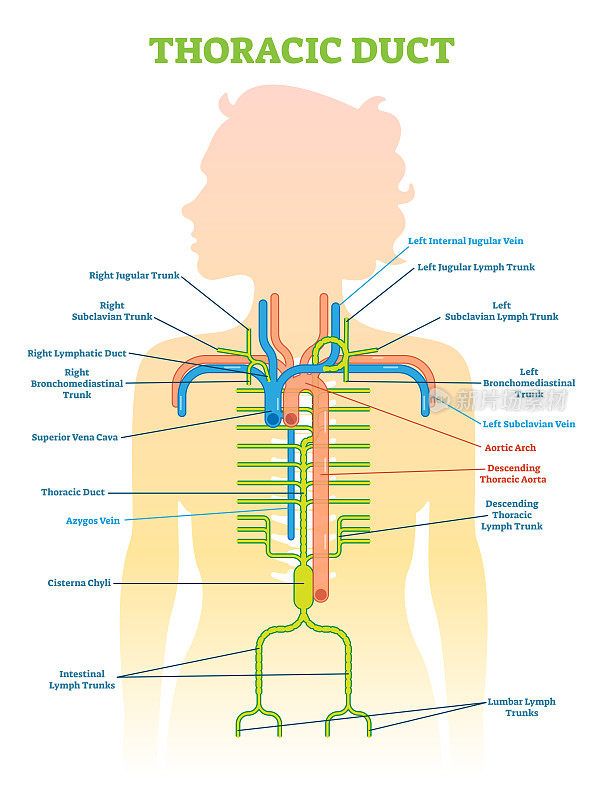 胸导管解剖矢量图解，医疗方案。