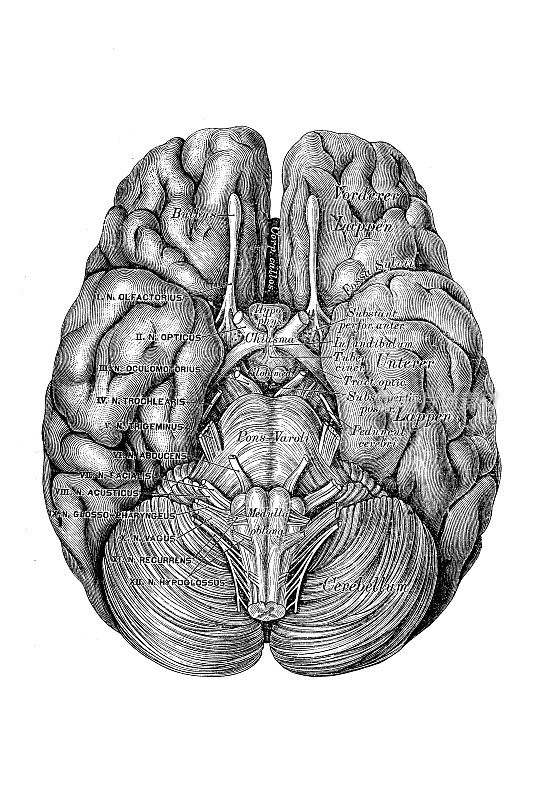 大脑基底的下视图