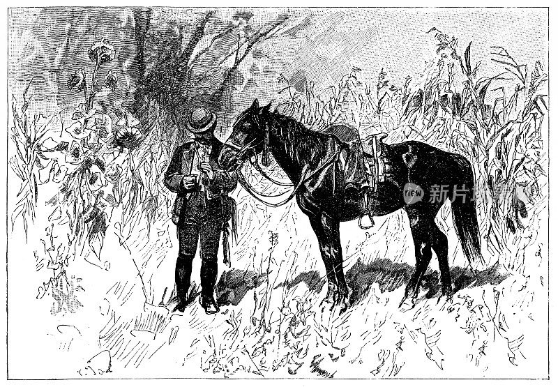匈牙利农民马