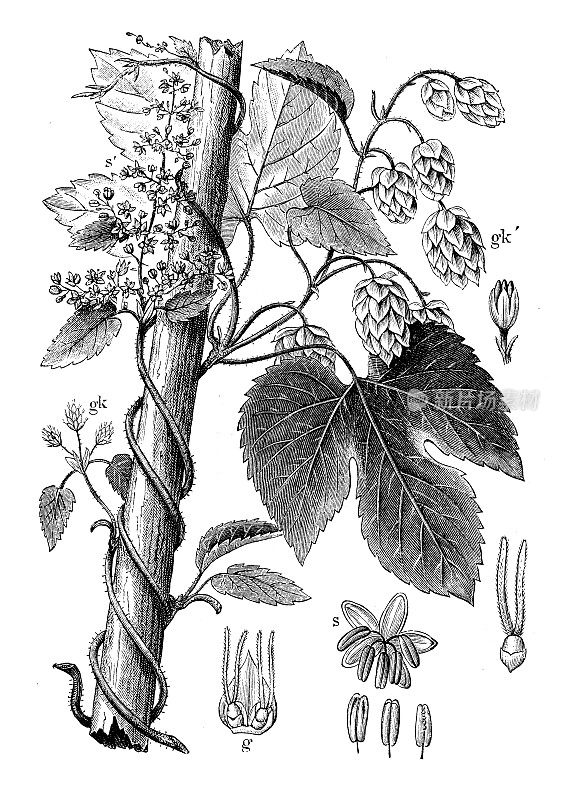 古董植物学插图:葎草，啤酒花