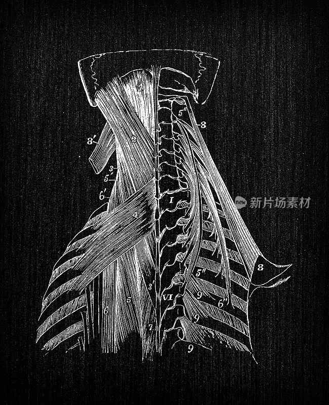 人体解剖学古董插图:颈、脊椎、胸腔肌肉