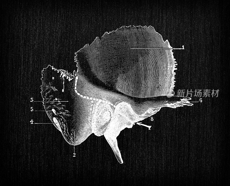 人体解剖骨骼古董插图，头骨:颞骨
