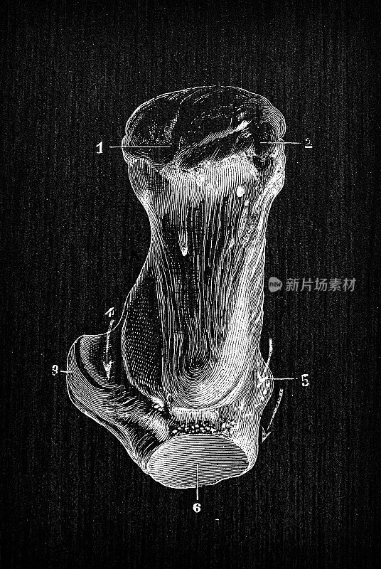 人体解剖骨骼古玩插图:跟骨