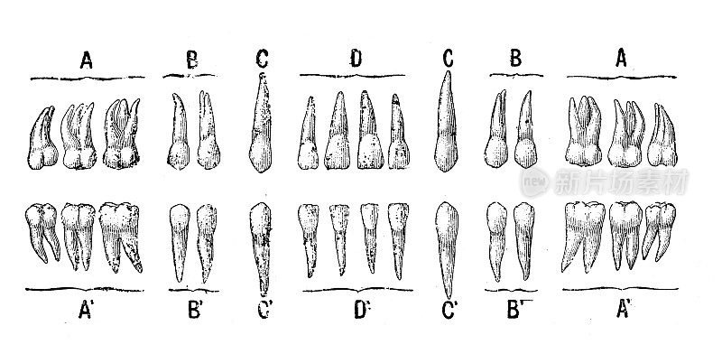 古董插图:人类的牙齿