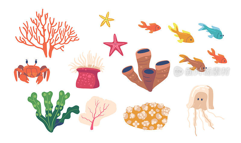 海洋动物，珊瑚礁海藻水下植物。孤立的海星，水母，螃蟹和鱼群，水族馆