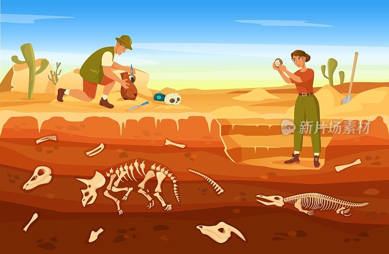卡通考古挖掘，考古学家发现古代文物。古生物学家在挖掘现场发现化石矢量图