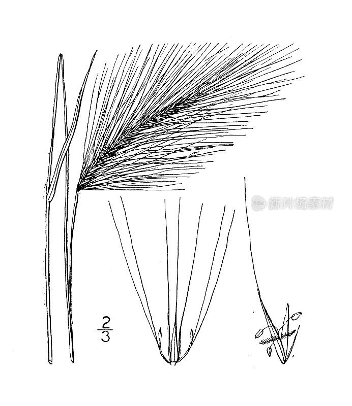 古植物学植物插图:胡杨，松鼠尾草