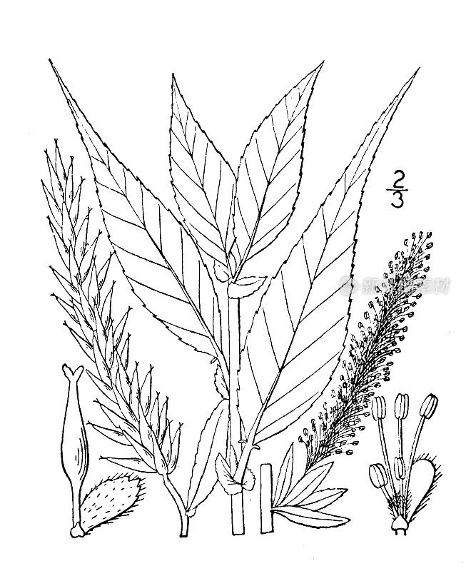 古董植物学植物插图:柳柳，亮柳，亮柳