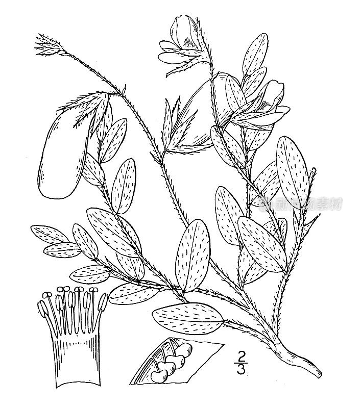 古植物学植物插图:圆叶虫，匍匐摇铃箱