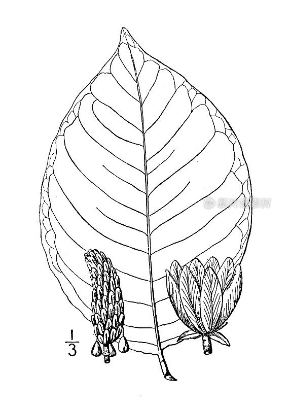 古植物学植物插图:玉兰、黄瓜树、山玉兰