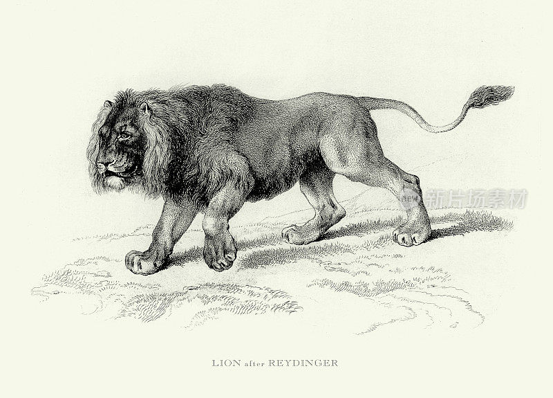 古董雕刻，年轻雄狮非洲狮雕刻插图