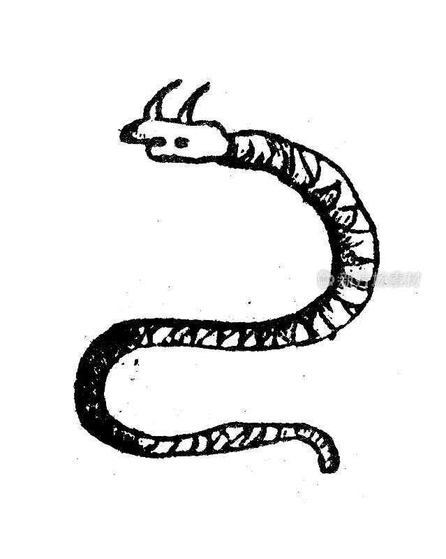 古玩雕刻插图:角蝰