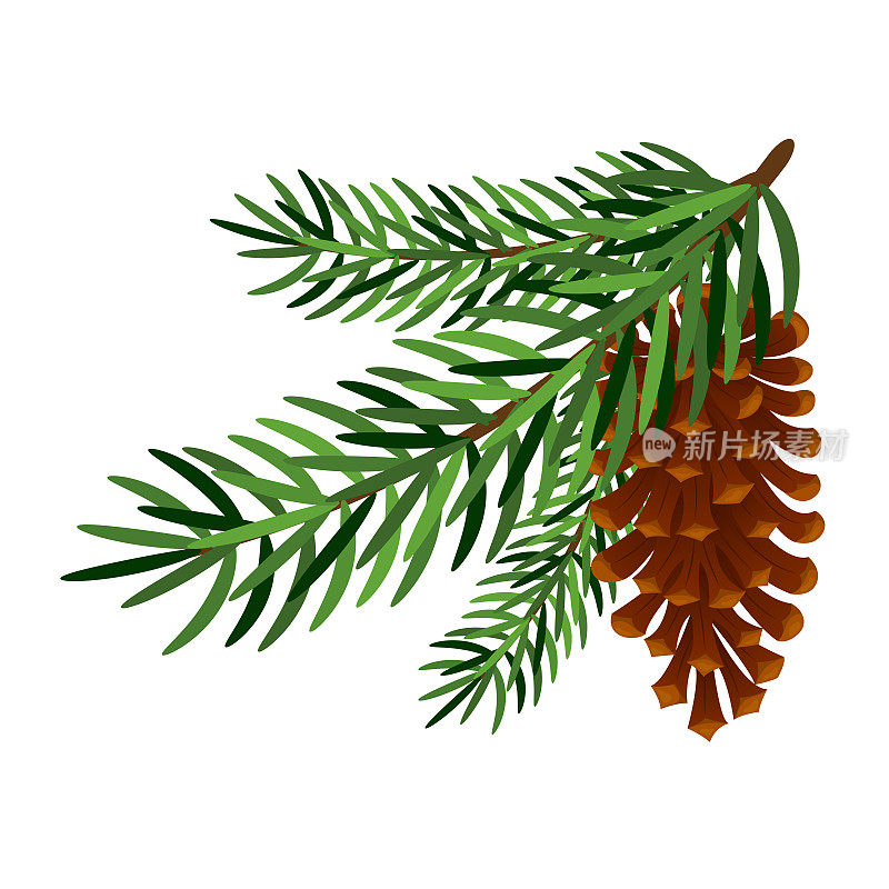 松树或冷杉枝，白色背景上有冷杉锥。冬天的装饰，新年的设计元素。矢量插图。