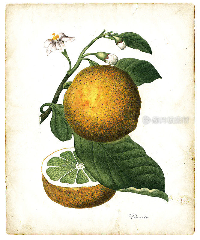 柚子果实插图1819