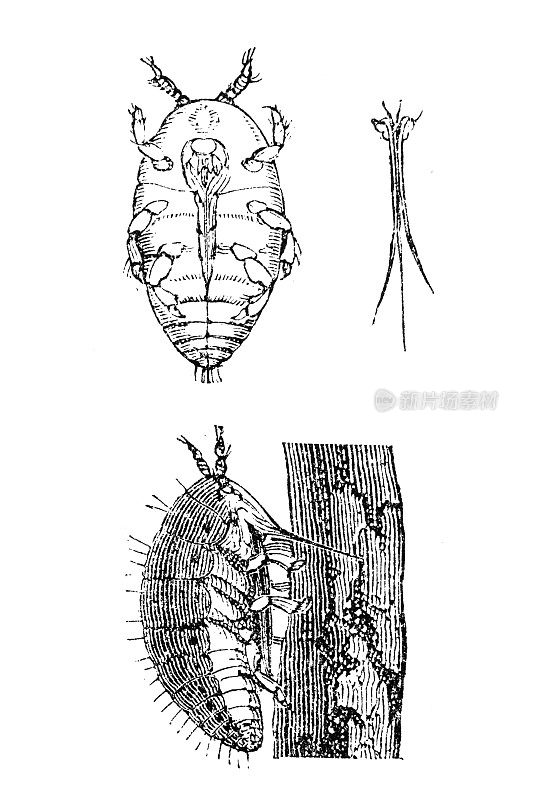 根蚜虫