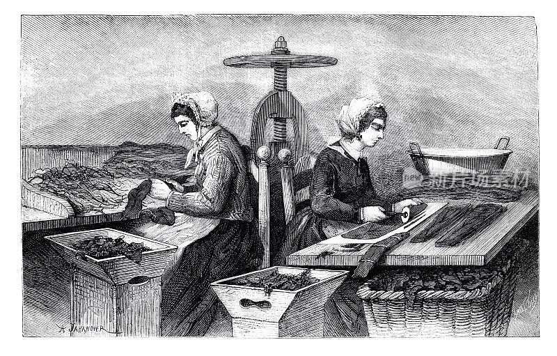 1874年，一名妇女在法国巴黎的工厂里生产雪茄