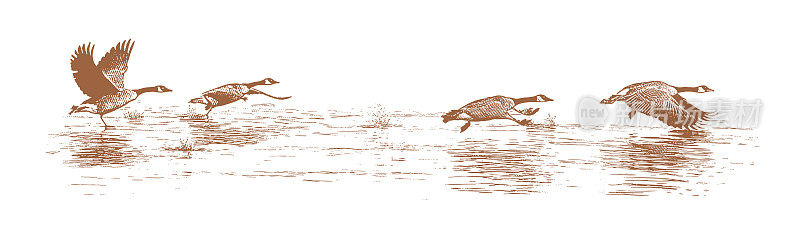 加拿大鹅从湖上起飞