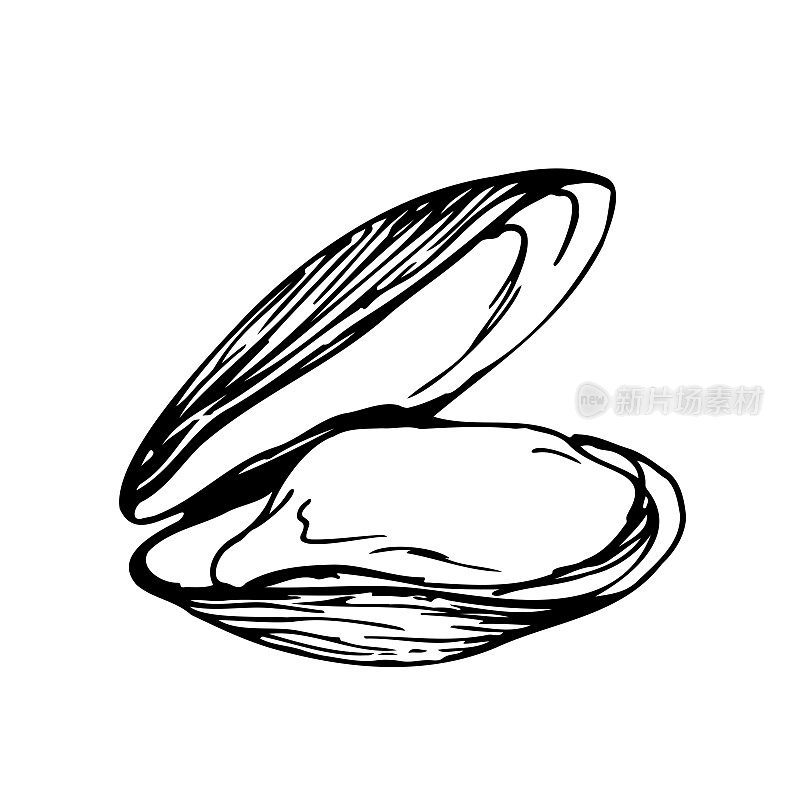 贻贝黑白矢量插图孤立在白色背景上。