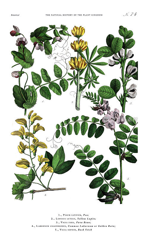 古董植物雕刻，植物王国的历史，维多利亚植物插图，板74，大约1853年