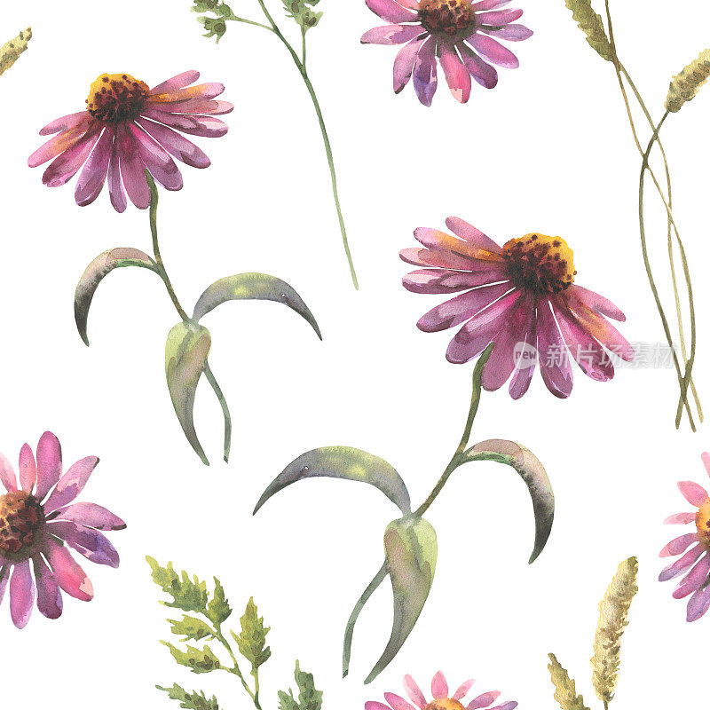 水彩无缝图案，以紫锥菊花和田间草药，水彩画，手绘花卉插图，孤立在白色背景，草药点缀
