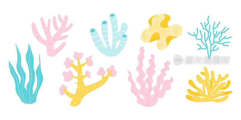 各种类型的珊瑚礁，藻类和海藻的卡通插图。水下珊瑚礁和海带手绘涂鸦风格。海洋水族植物插图。向量组