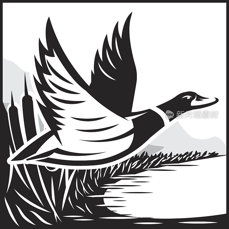单色插图与飞行的野鸭在水上