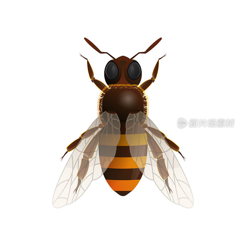 蜜蜂孤立的矢量图标