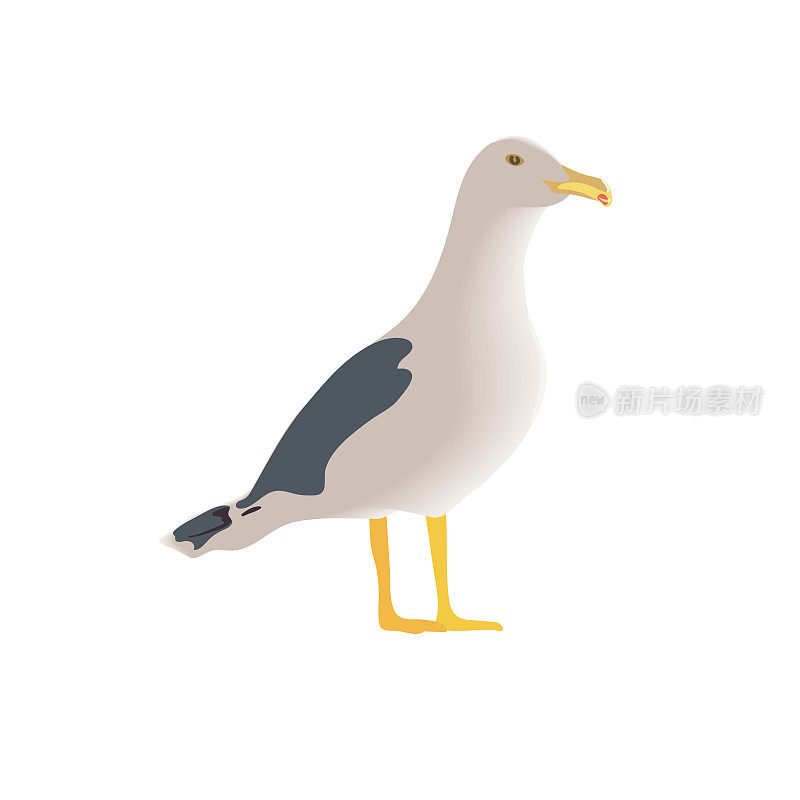 歇息好奇站立的海鸟，半侧视，长颈，白色羽毛，腿，黄色喙，折叠有斑点的翅膀