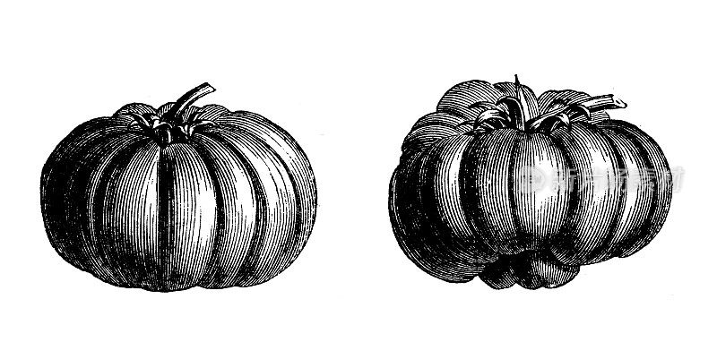 古植物学插图:西红柿