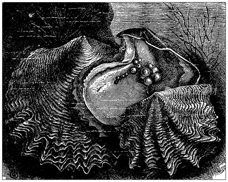 古董插图:珍珠牡蛎