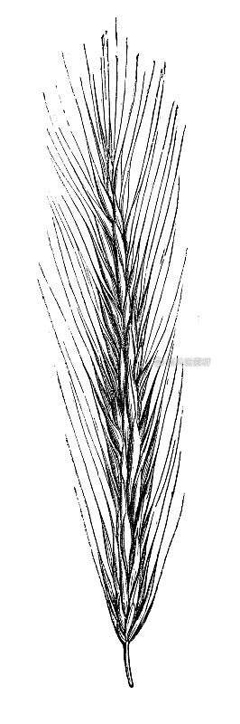 古植物学插图:黑麦(黑麦)