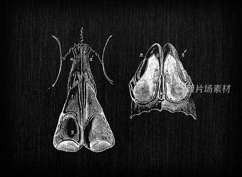 人体解剖学古董插图:鼻子