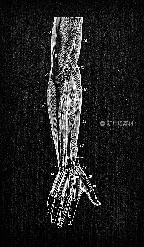 人体解剖学古董插图:手臂肌肉