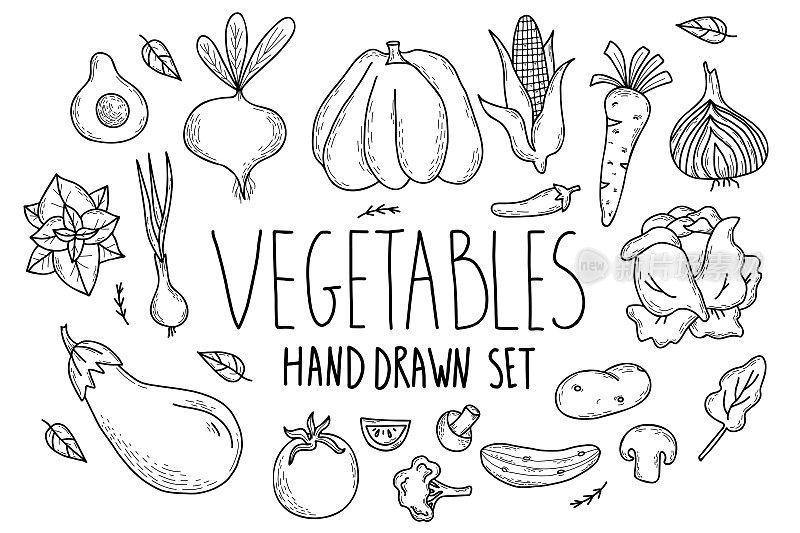 一套健康的蔬菜手绘矢量图-南瓜和鳄梨，黄瓜和蘑菇，玉米和辣椒，洋葱和胡萝卜，茄子和薄荷，酸模和土豆。孤立的线性涂鸦