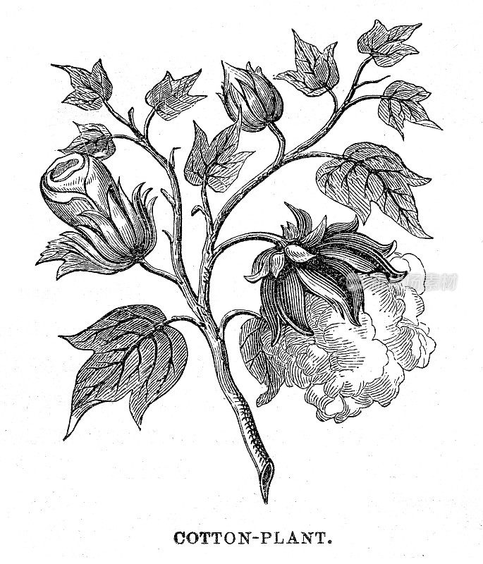 棉花植物雕刻1867年
