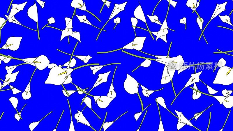 白色马蹄莲百合花在蓝色色度键背景。