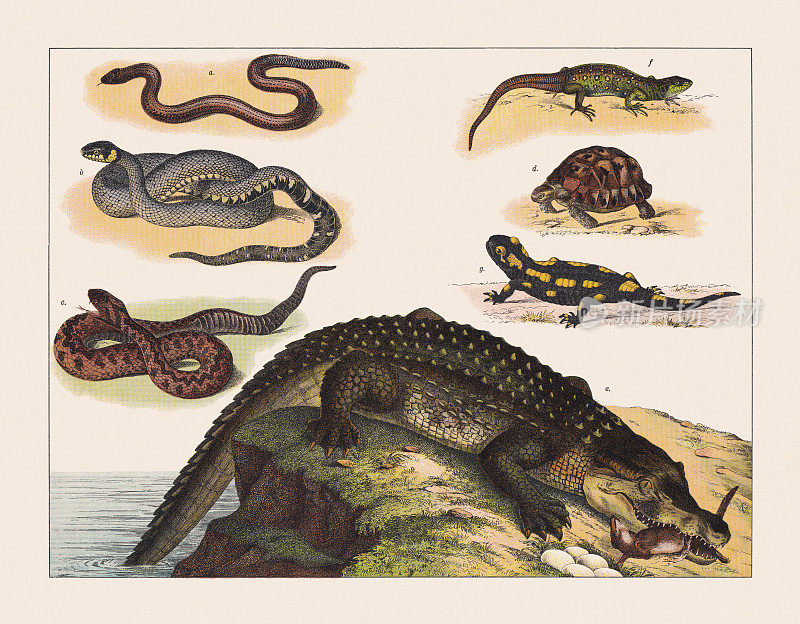 爬行动物和两栖动物，石版印刷术，1891年出版